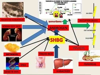 İnsülin Direnci Sendromu Belirtileri ve Tedavisi
